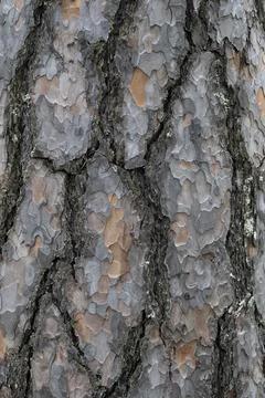 Pine tree bark texture background. Close up view. Stock Photos