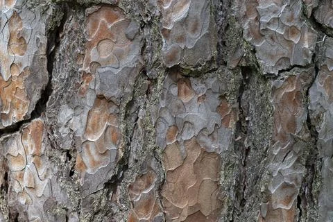 Pine tree bark texture background. Close up view. Stock Photos