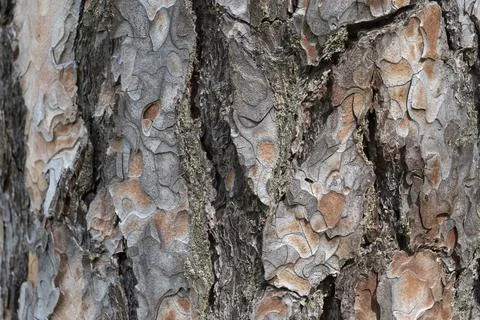 Pine tree bark texture background. Close up view. Stock Photos