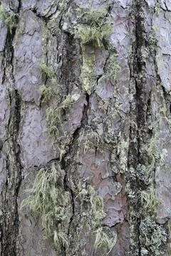Pine tree bark texture background. Close up view. Stock Photos