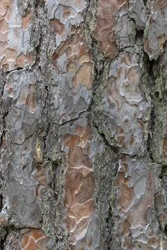 Pine tree bark texture background. Close up view. Stock Photos