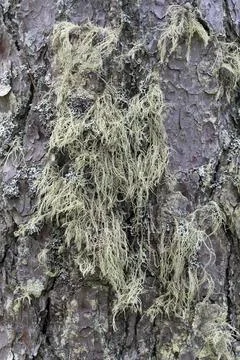 Pine tree bark texture background. Close up view. Stock Photos