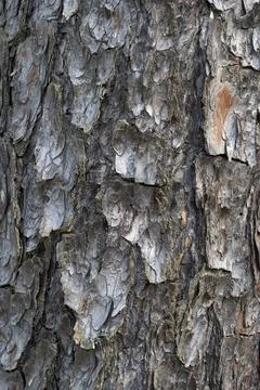 Pine tree bark texture background. Close up view. Foto stock