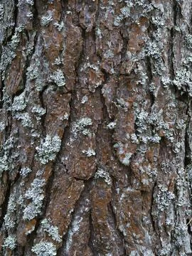 Pine tree bark texture background. Close up view. Stock Photos