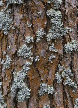 Pine tree bark texture background. Close up view. Stock Photos