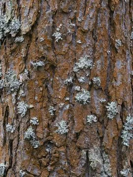 Pine tree bark texture background. Close up view. Stock Photos