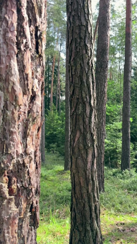 Pine tree bark texture close view in summer coniferous forest. Camera movin.. Stock Footage 343258824