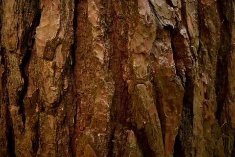 Pine tree bark texture. Close up picture. Stock Photos