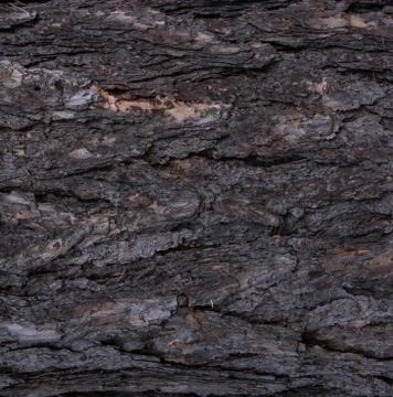 Pine tree bark texture at close range. 写真素材