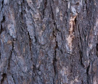 Pine tree bark texture at close range. Stock Photos