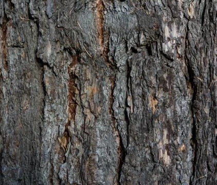 Pine tree bark texture at close range. Stock Photos