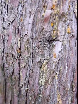 Pine Tree Bark Texture Close Up Natural Background Foto stock