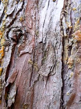 Pine Tree Bark Texture Close Up Natural Background Foto stock