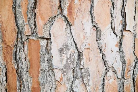 Pine tree bark texture close up Stock-Fotos