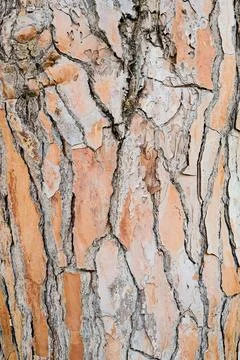 Pine tree bark texture close up Stock-Fotos