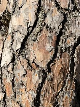 Pine Tree Bark Texture Close Up Natural Background Stock Photos