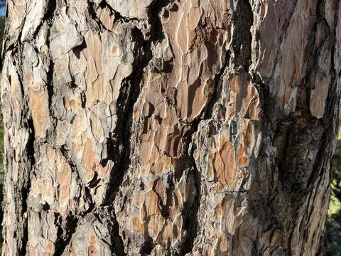 Pine Tree Bark Texture Close Up Natural Background Stock-Fotos