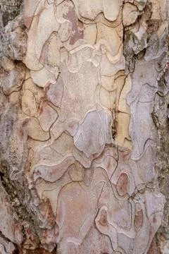 Pine tree bark texture closeup macro, selective focus Stock Photos