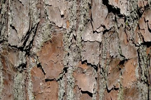 Pine Tree Bark - Texture Detail Stock-Fotos