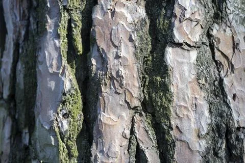 Pine tree bark texture in the forest for a natural background Stock Photos
