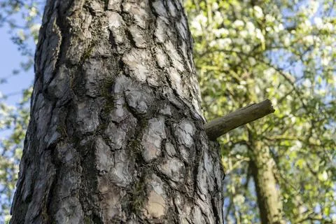Pine tree bark texture in the forest for a natural background Stock Photos