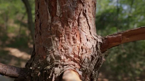 Pine Tree Bark Texture Glowing in Sunlight Within Green Forest Video stock 343574717