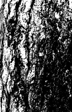 Pine tree bark texture Stock Illustration