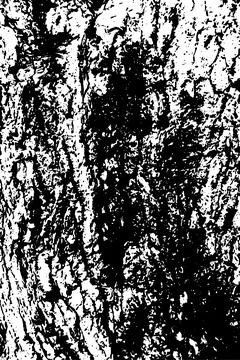 Pine tree bark texture Illustrazione stock