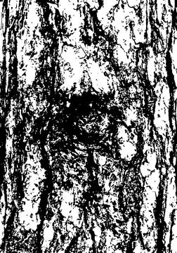 Pine tree bark texture Stock Illustration