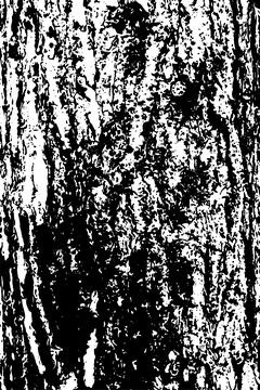 Pine tree bark texture Stock Illustration