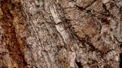 Pine tree with bark texture. Macro shot. Brown old cracked surface Stock Footage 289748899