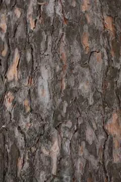 Pine tree bark texture macro Stock Photos
