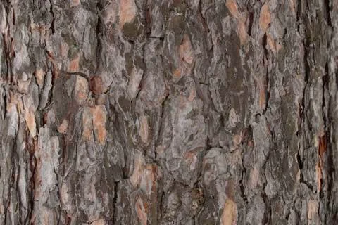 Pine tree bark texture macro Stock Photos