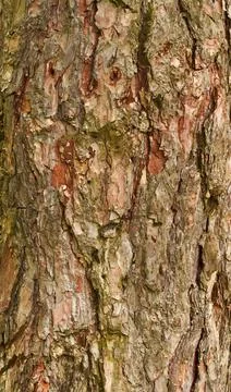 Pine Tree Bark Texture Natural Wooden Surface Close-Up Stock Photos
