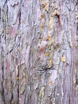 Pine Tree Bark Texture With Natural Resin Close Up Foto stock