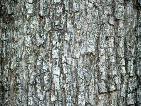 Pine Tree Bark Texture Stock Photos