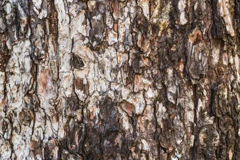 Pine tree bark texture Stock Photos