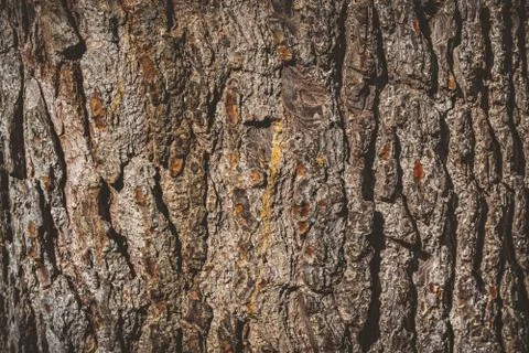 Pine tree bark texture Stock Photos