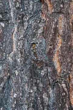 Pine tree bark texture Stock Photos