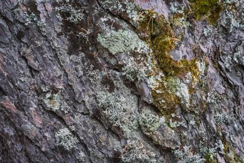 Pine tree bark texture Stock Photos