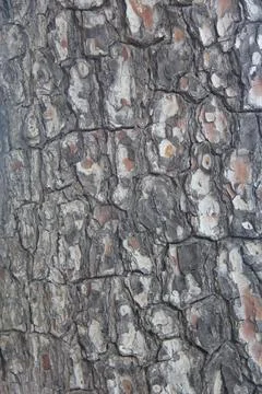 Pine tree bark texture Stock Photos