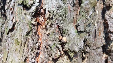 Pine Tree Bark Texture Stock Photos