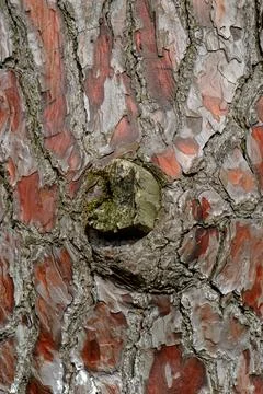 Pine tree bark texture. Stock Photos