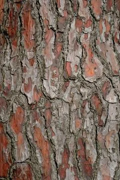 Pine tree bark texture. Stock Photos