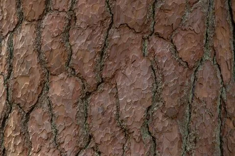 Pine Tree Bark Texture Foto stock