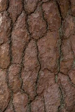 Pine Tree Bark Texture Stock Photos