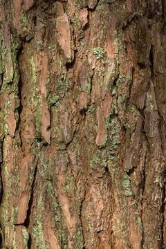 Pine Tree Bark Texture Stock Photos