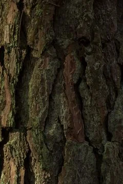 Pine Tree Bark Texture Stock Photos