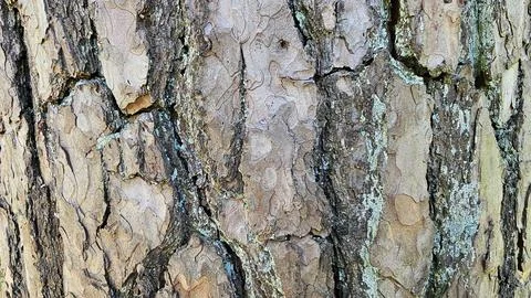 Pine tree bark texture with rough wood pattern Stockfoto's