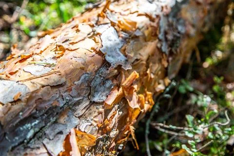 Pine tree bark texture. The trunk of an old coniferous tree. Forest theme. Macro Stock Photos